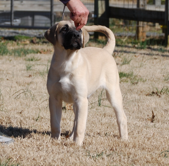 Markie at 12 weeks - anatolian shepherd