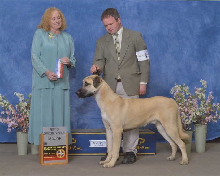 Babar winners dog - anatolian