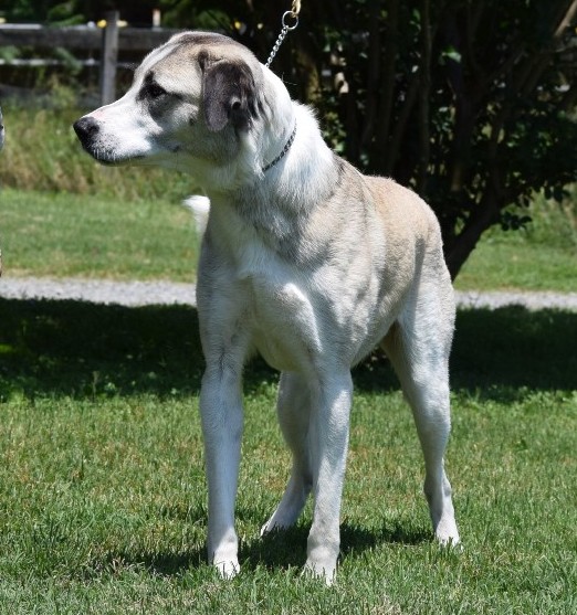 Beau - anatolian shepherd