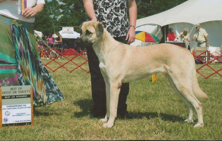 cinder best of breed 