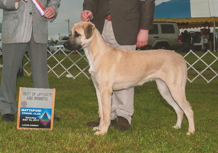 Cinder - skyview anatolians