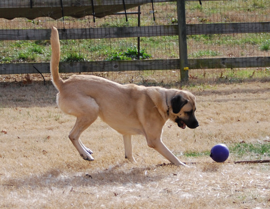 Anatolian Shepherd Dog - Skyview