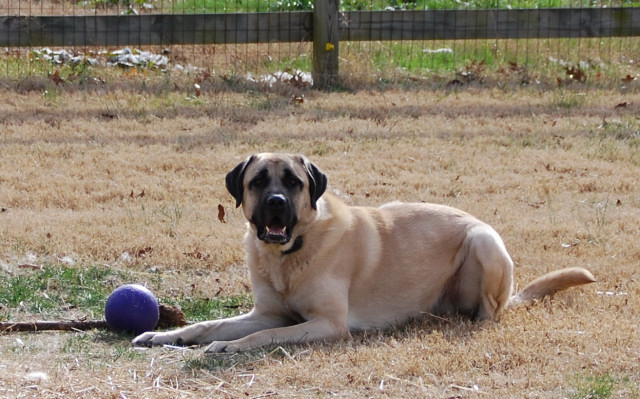 Anatolian Shepherd - Count