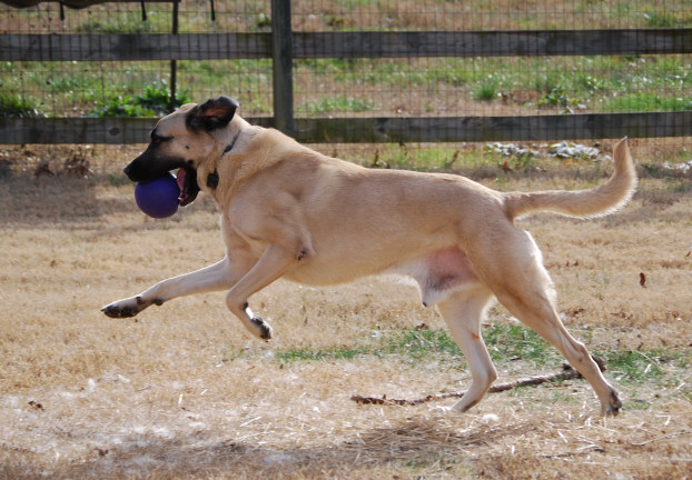 Count - 4 years Anatolian Shepherd