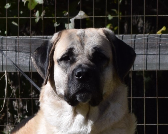 King Anatolian Shepherd Dog 