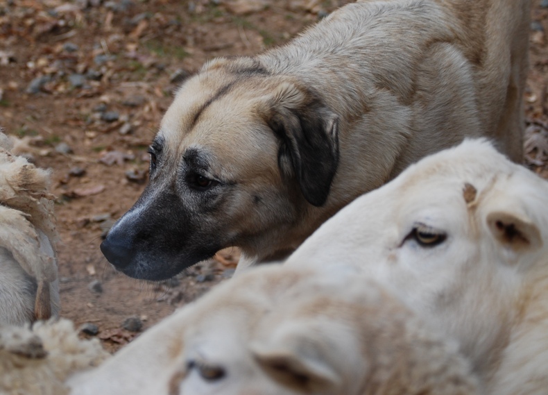 Maggie Anatolian Shepherd Dog 