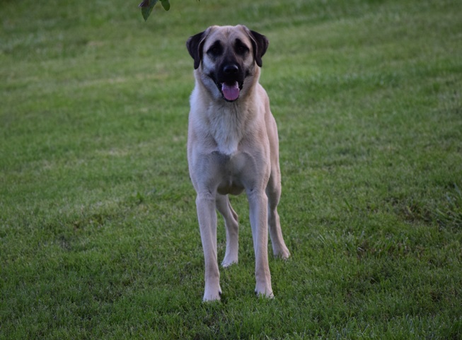 Reina Anatolian Shepherd