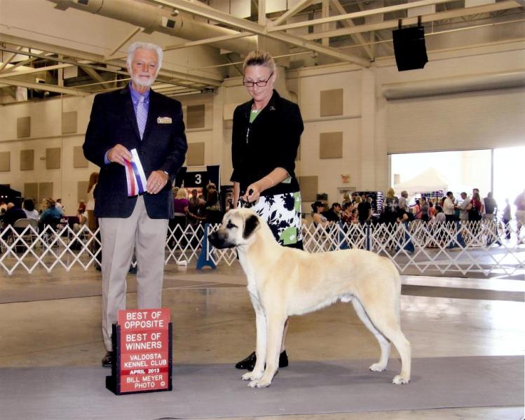 Taz anatolian shepherd skyview VA