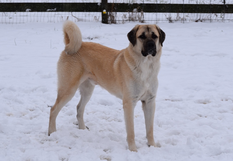 Aloysius - Anatolian Shepherd