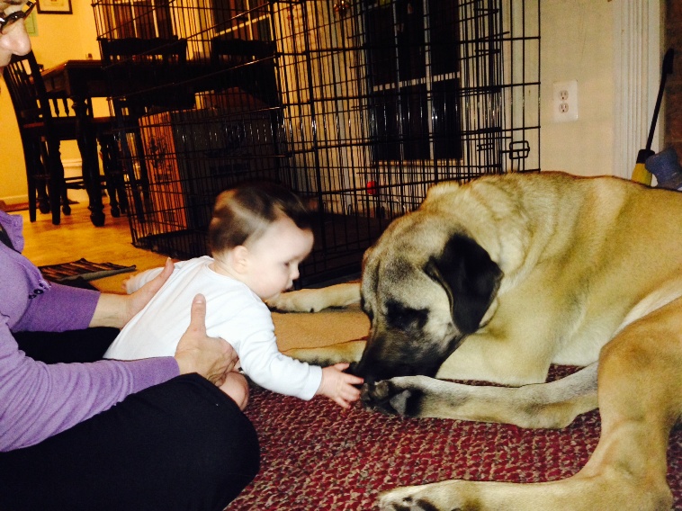 Anatolian shepherd 