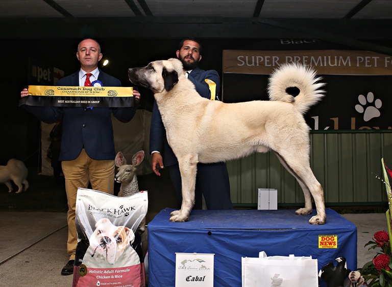 Jaffa Anatolian Shepherd Dog 