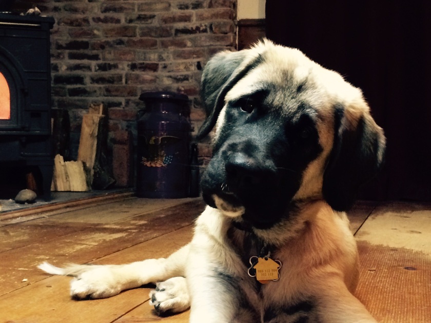 anatolian shepherd pup 