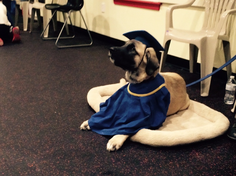 anatolian shepherd pups 