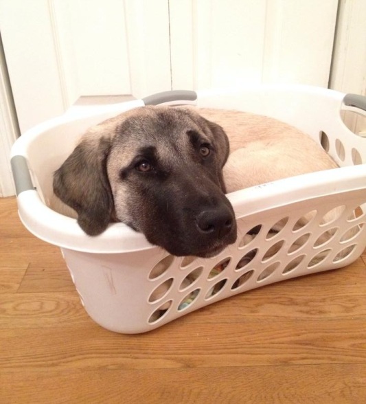 anatolian shepherd 