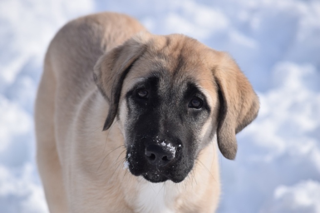 Anatolian shepherd puppy 