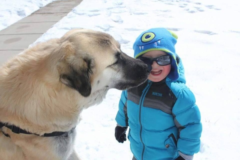 anatolian shepherd pup 